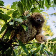 Darwin, le petit Paresseux...