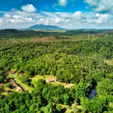 forêt tropicale au Brésil