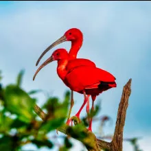 Ibis rouge