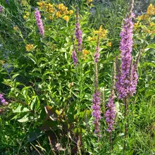 Lysimaqua et salicaire