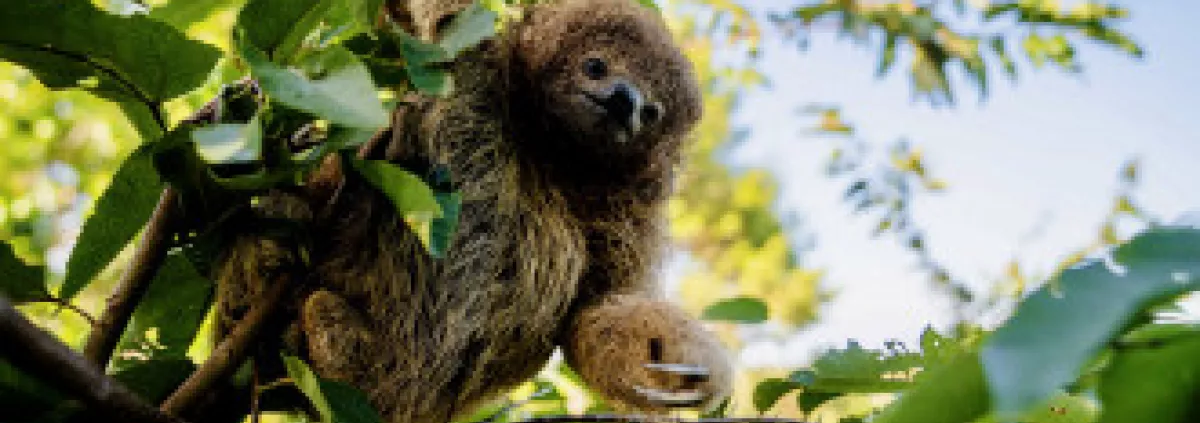 Darwin, le petit Paresseux...