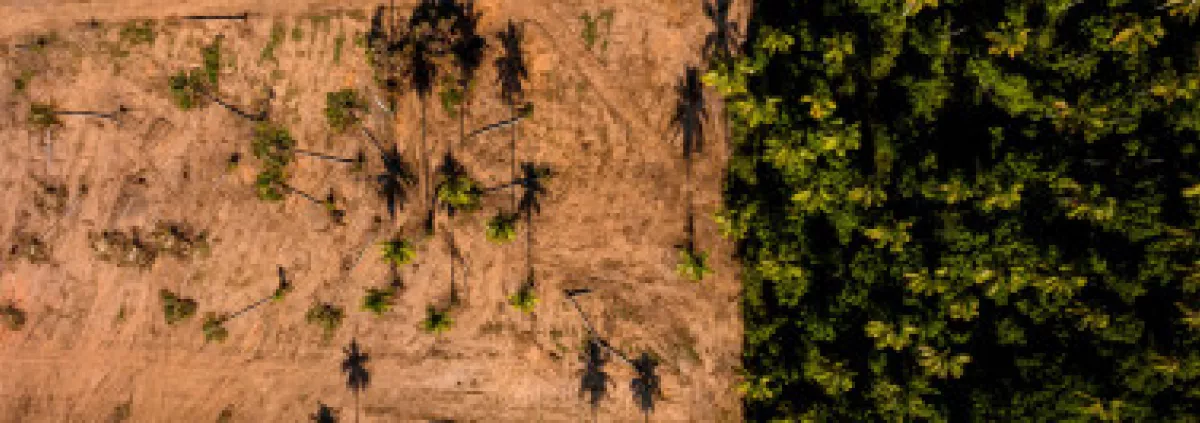 forêt vierge en danger