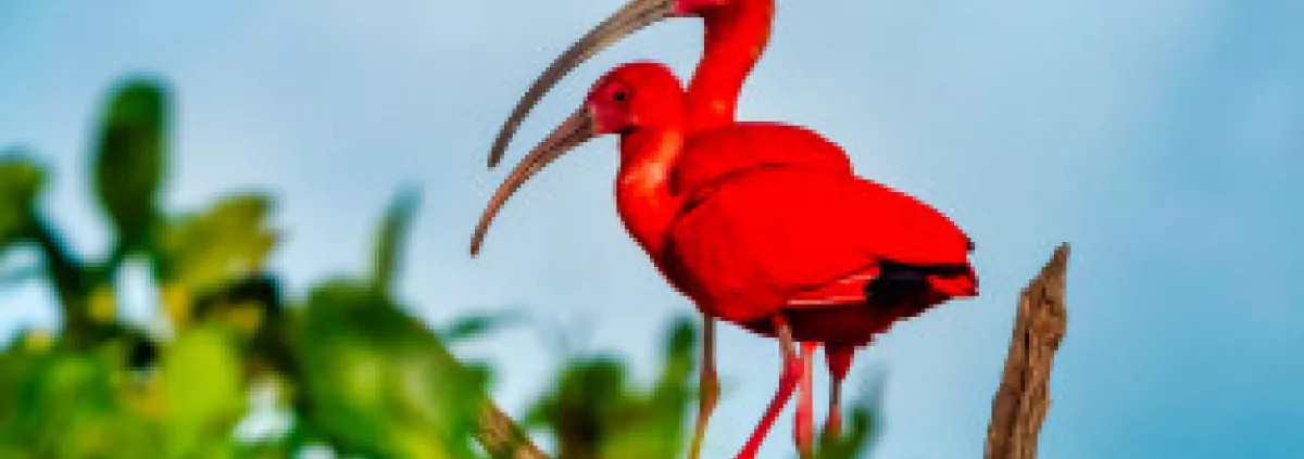 Ibis rouge