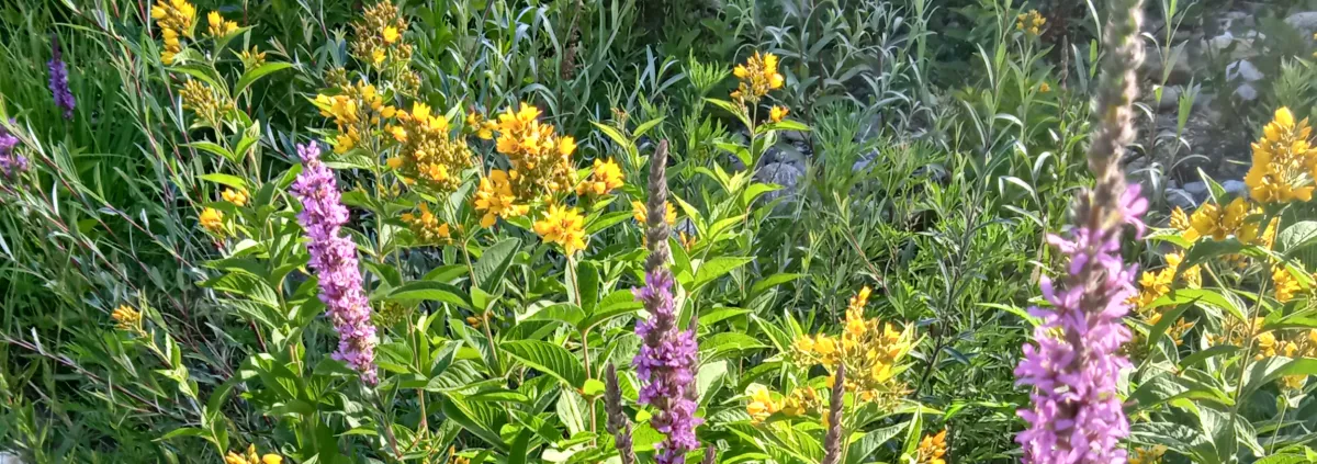 Lysimaqua et salicaire